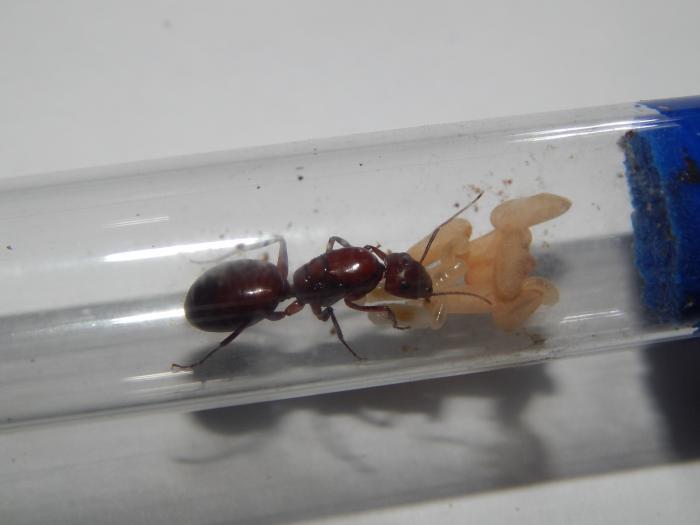 Camponotus turkestanicus